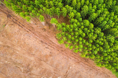 View of a forest