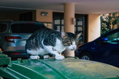 Cat looking through car window