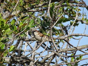 Low angle view of bird perching on tree