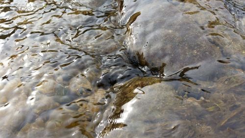 Reflection of trees in water