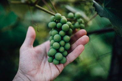 Man holding young green grapes.