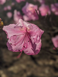 Close-up of wilted pink flower