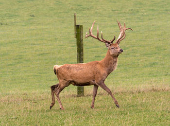 Deer on field