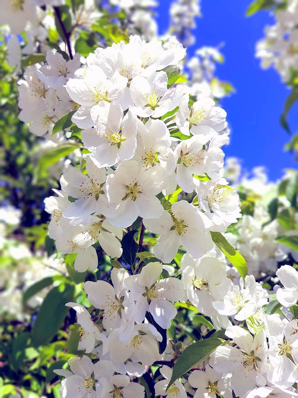 CLOSE-UP OF WHITE FLOWERING TREE IN SPRING