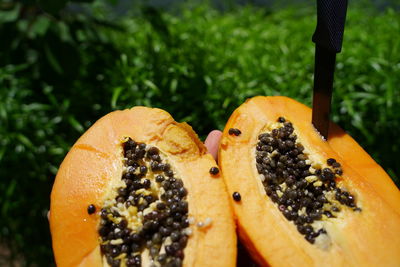 Close-up of orange slice