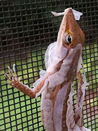 Close-up of owl hanging