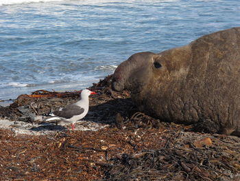 High angle view of birds on beach