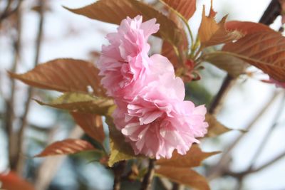 Close-up of pink flowers