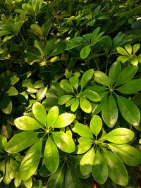 Full frame shot of green leaves