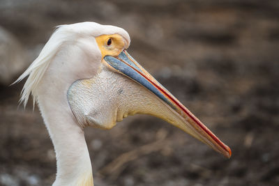 Close-up of a bird