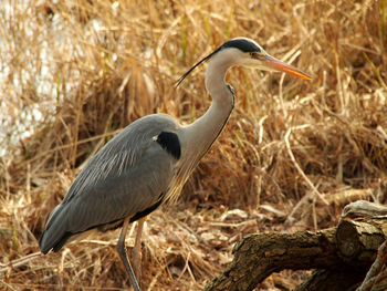 Gray heron perching on a land