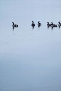 Ducks swimming in lake