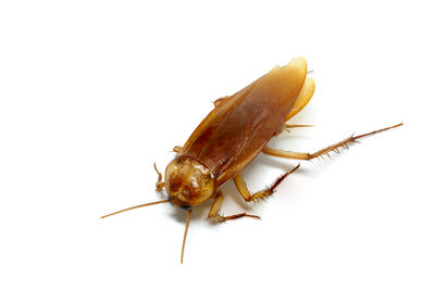 Close-up of insect on white background