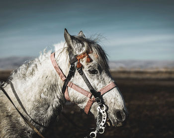 Close-up of horse standing outdoors