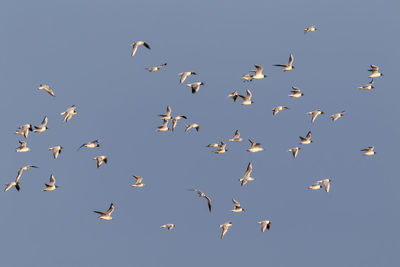 A flying flock of seagulls against blue sky