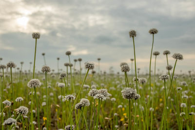 Close-up of flowering plants on field against sky