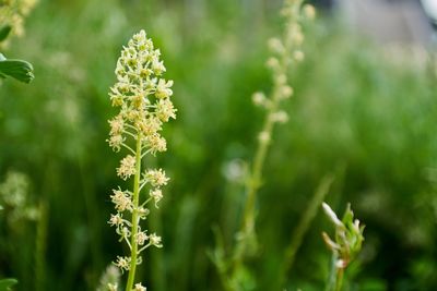 Close-up of flowering plant on field