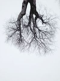 Bare trees against sky
