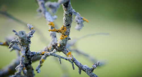 Close-up of frozen plant