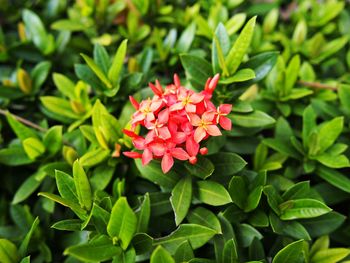 Close-up of red flowering plant in park