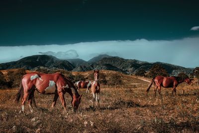 Horses on grassy field by mountains against cloudy sky
