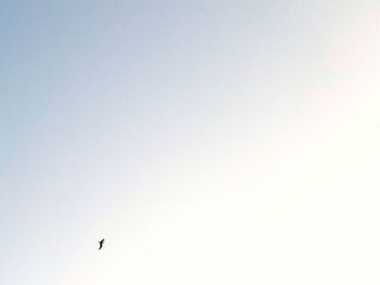 Low angle view of silhouette bird flying against clear sky