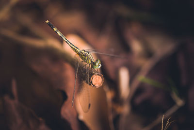 Extreme close up of leaf