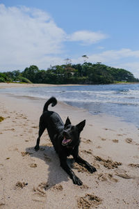 View of dog on beach