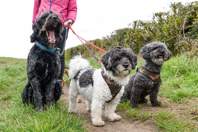 Dogs on grass against plants