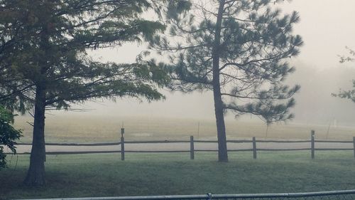 Trees on field