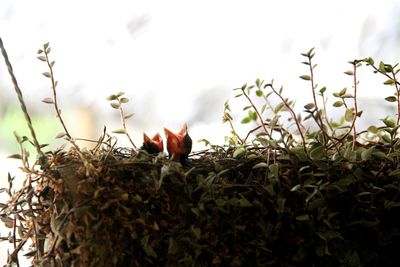 Close-up of bird on plant against sky