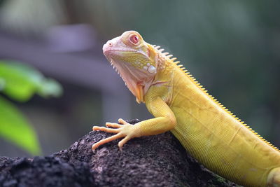 Close-up of lizard on tree