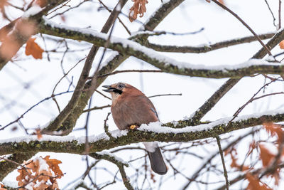 Low angle view of bird perching on branch during winter