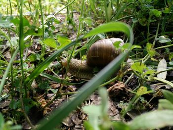 Plants growing on field