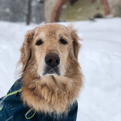 Close-up portrait of a dog on snow covered landscape