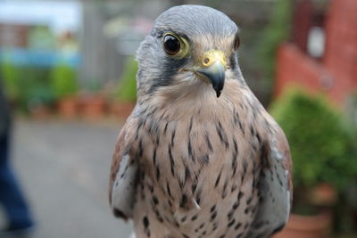 Close-up of bird