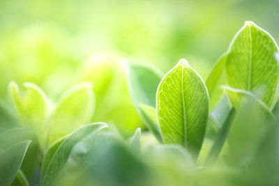 Close-up of plant leaves on field