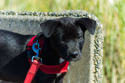 Close-up of puppy on sunny day