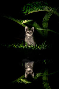 Portrait of cat by plant