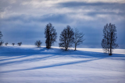 Trees on snow covered landscape against sky