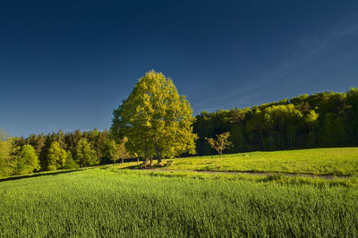 Scenic view of trees on field against blue sky