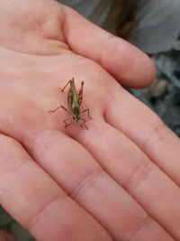 Close-up of hand holding small