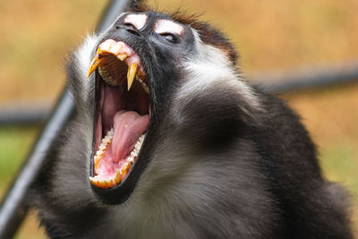 Close-up of a monkey