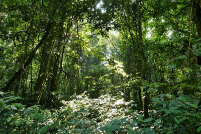 View of trees in forest