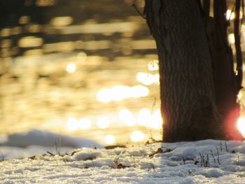 Close-up of illuminated tree during winter