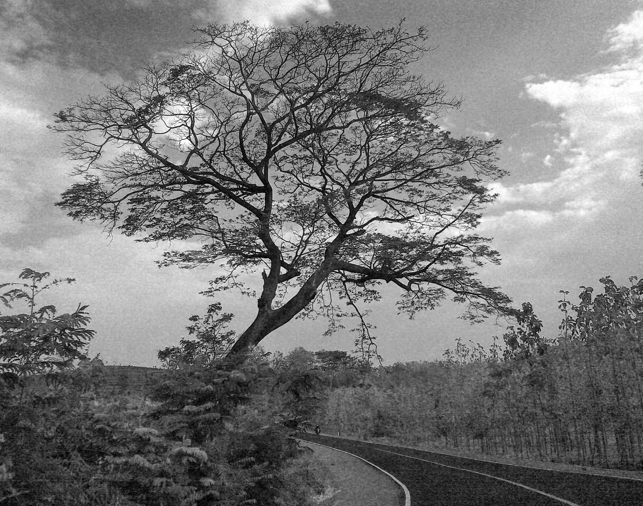 tree, sky, bare tree, branch, transportation, tranquility, nature, field, landscape, tranquil scene, growth, cloud - sky, road, scenics, beauty in nature, cloud, day, no people, outdoors, the way forward