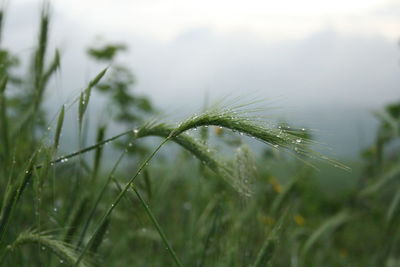 Close-up of wet plant on field