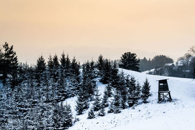 Trees on snow covered field