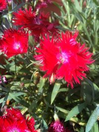 Close-up of red flowers