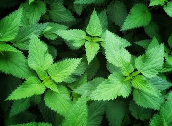 Nettle leaves background